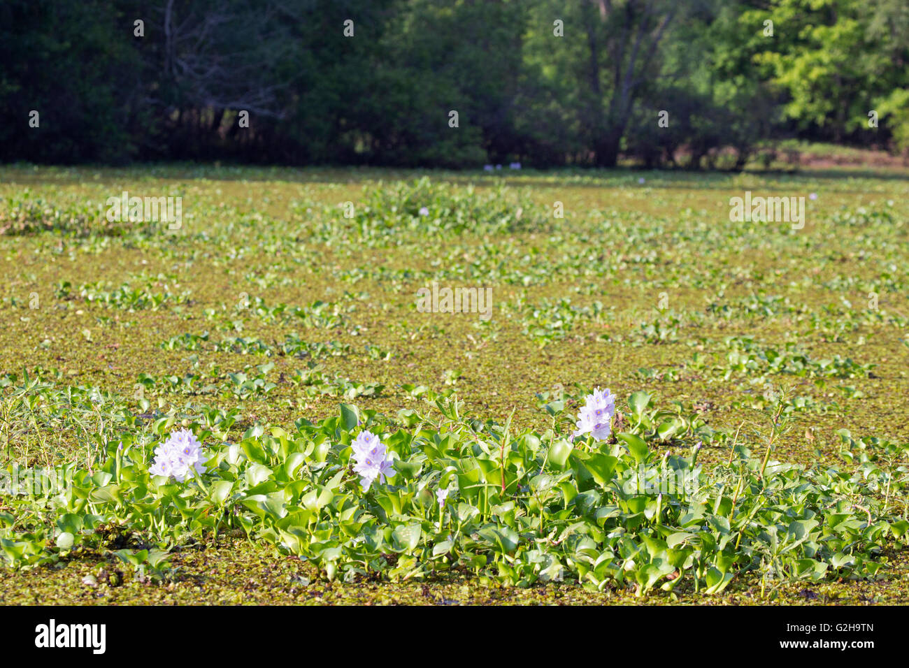 Water hyacinth (Eichhornia crassipes) and Salvinia completely covering the water surface in Atchafalaya Swamp Stock Photo