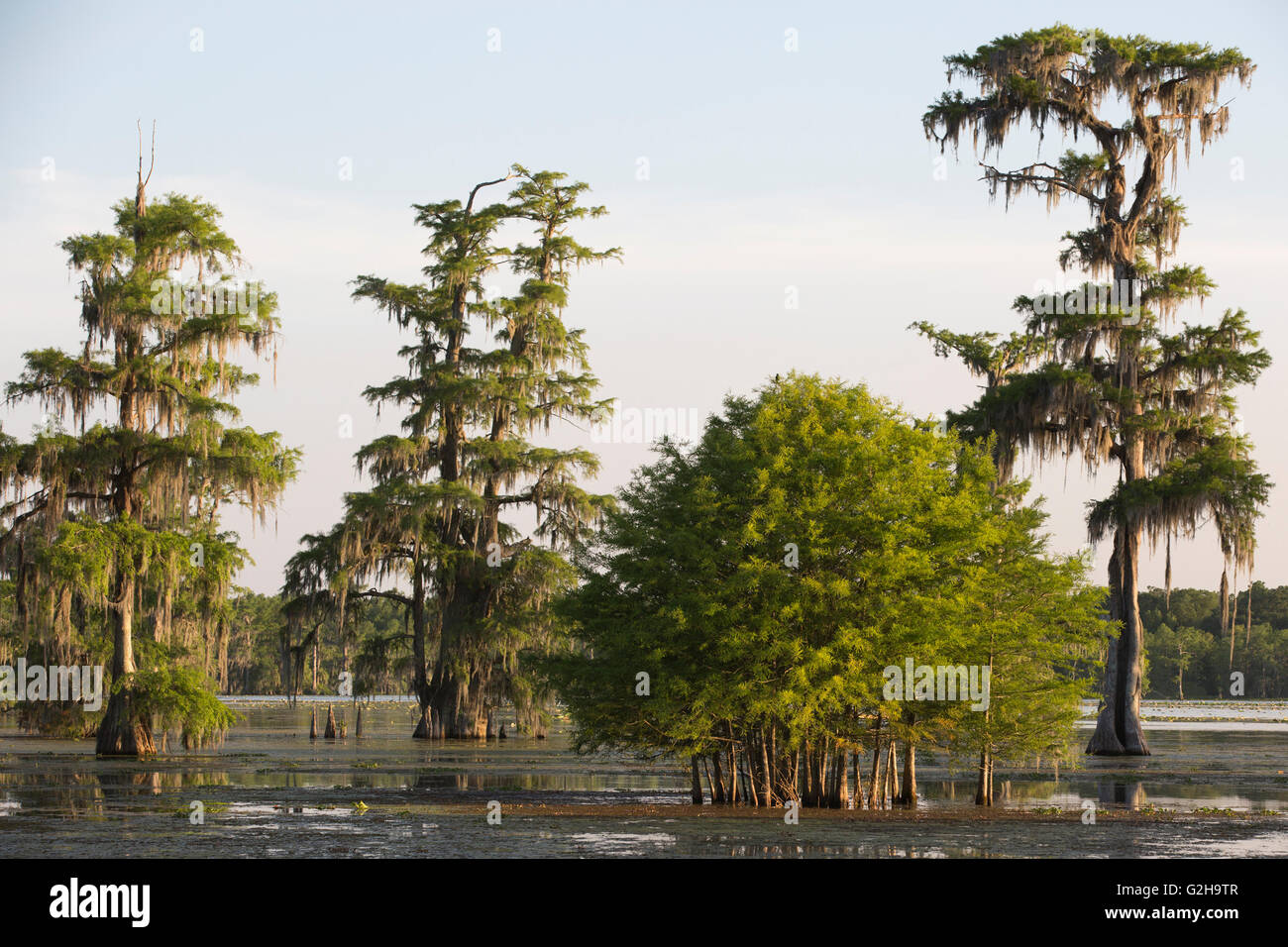 Stand of young Bald Cypress trees (Taxodium distichum) and mature trees, Cypress Island Preserve, Lake Martin Stock Photo