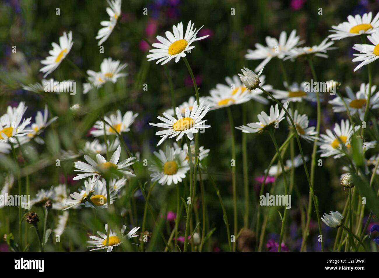 wild daisies poem