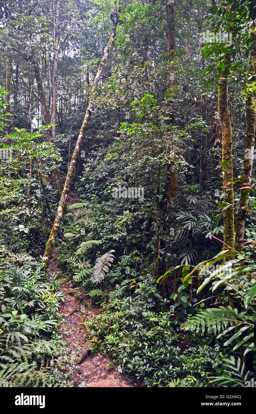 Southeast asia jungle hi-res stock photography and images - Alamy