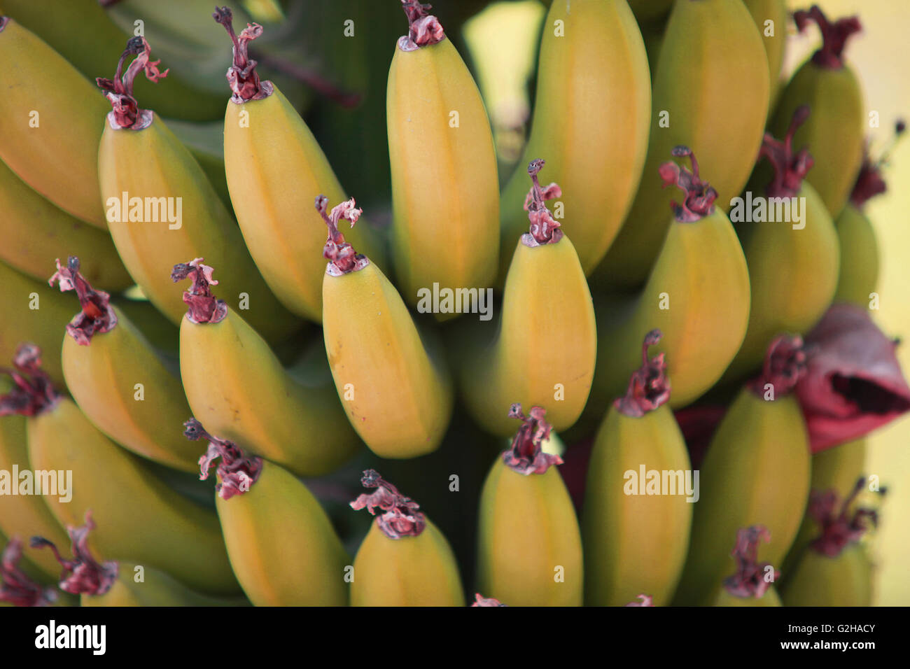 A bunch of organically grown ripe yellow bananas in a garden, in the