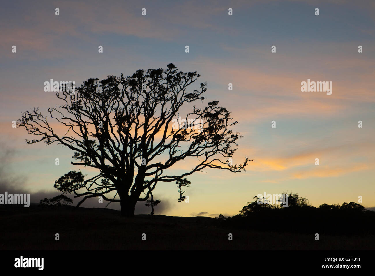Mother Trees, old growth, Hawaiian Legacy Hardwood, Kukaiau Stock Photo