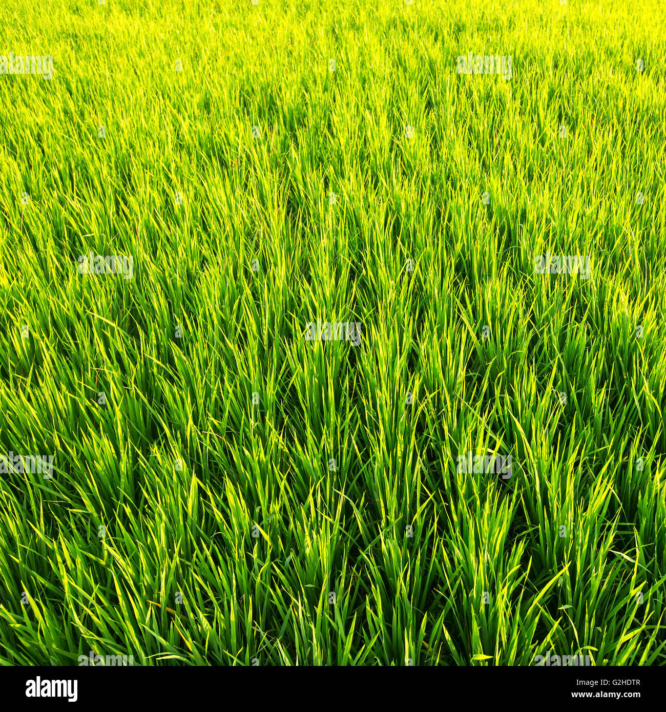 Basmati rice growing hi-res stock photography and images - Alamy