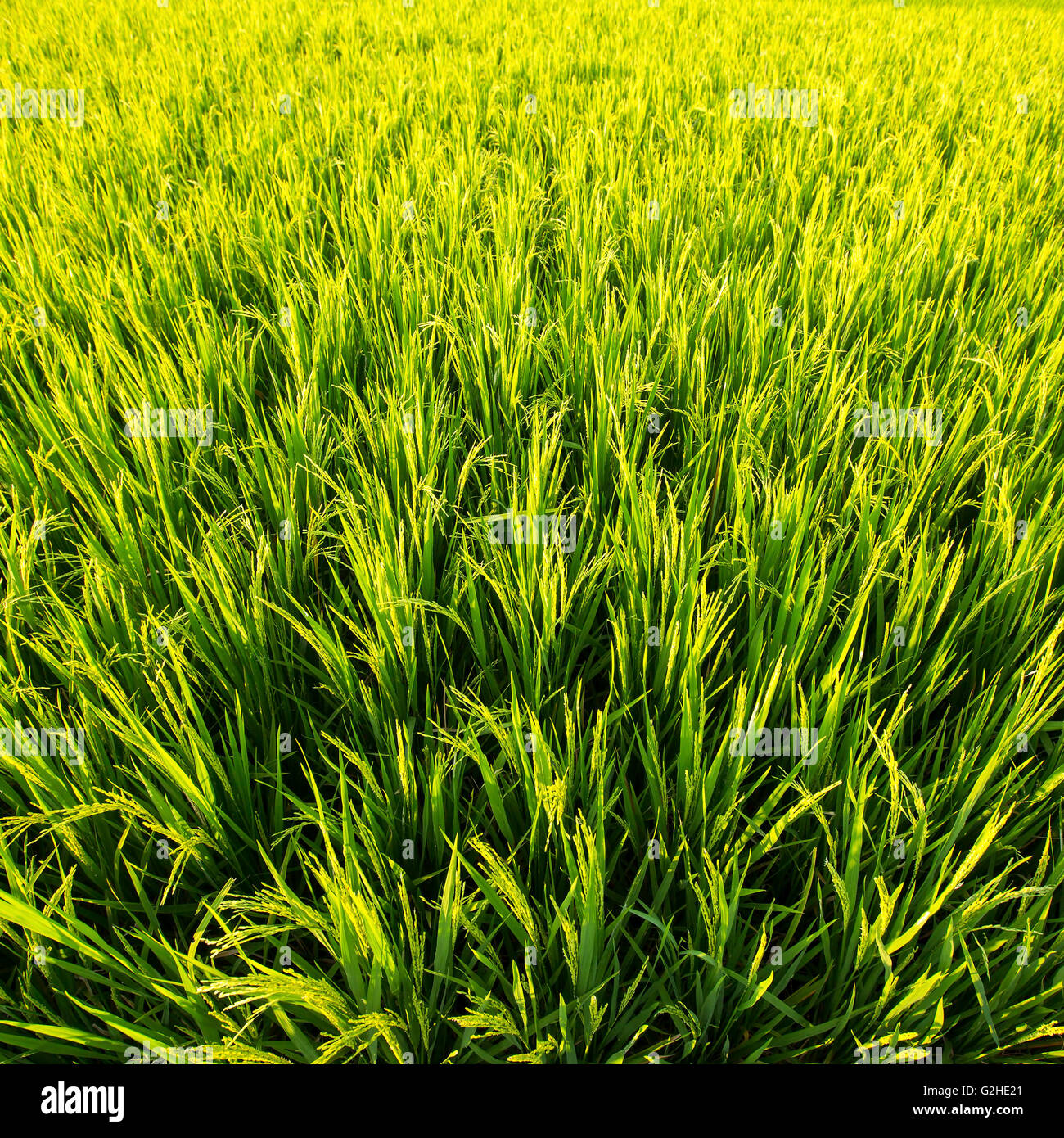 Basmati rice growing hi-res stock photography and images - Alamy