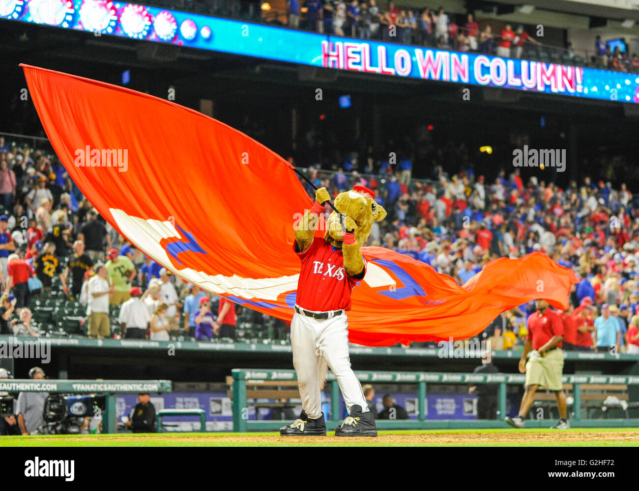 AUG 02, 2015: Texas Rangers mascot Captain celebrates after a Texas win  after an MLB game between the San Francisco Giants and the Texas Rangers at  Globe Life Park in Arlington, TX