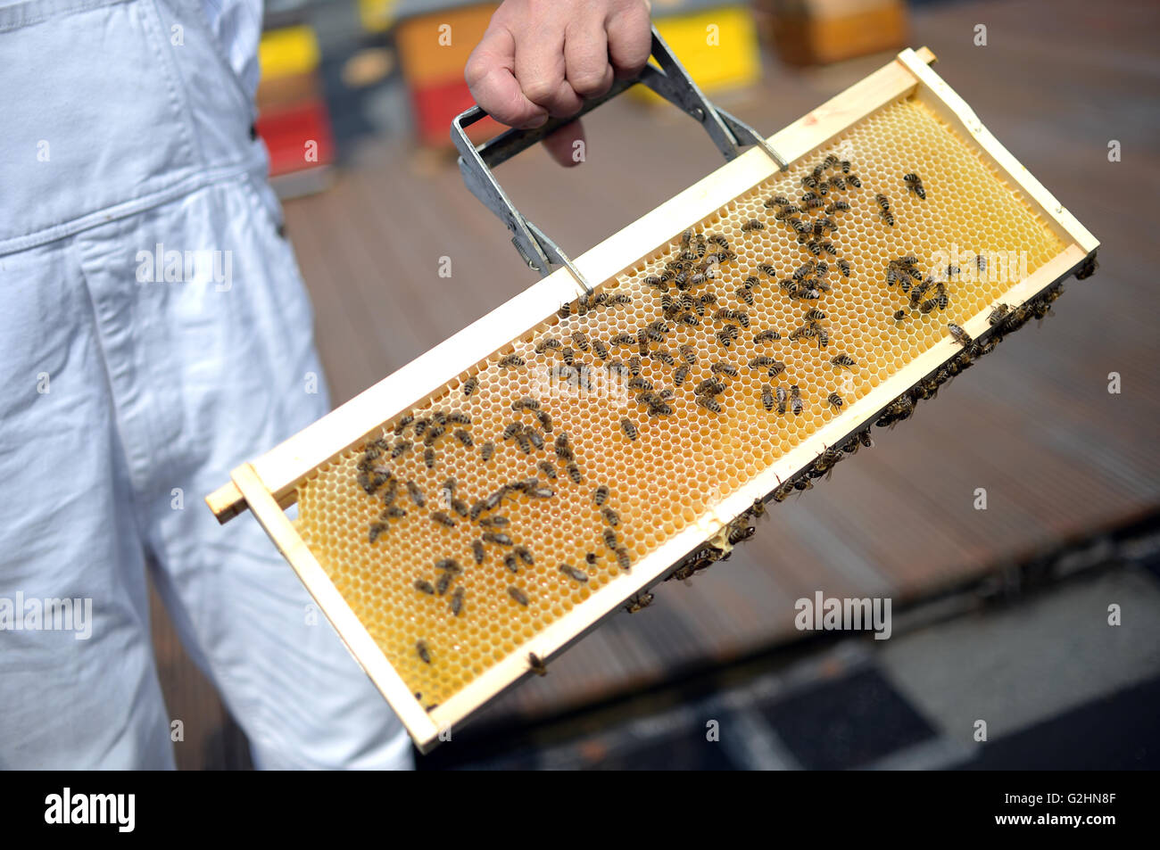 Berlin, Germany. 31st May, 2016. Beekeeper Josef Rainhard, instructor of the Beekeeper Association Langstroth, photographed at the Training Centre for Beekeepers in Berlin, Germany, 31 May 2016. PHOTO: BRITTA PEDERSEN/dpa/Alamy Live News Stock Photo