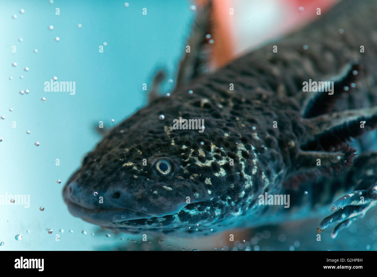 Dresden, Germany. 30th May, 2016. An axolotl (Ambystoma mexicanum), also known as a Mexican salamander or a Mexican walking fish, swims in a tank at the Center for Regenerative Therapies at the Technical University in Dresden, Germany, 30 May 2016. Scientists at the Technical University in Dresden use the axolotl to conduct research on regenerative therapy options. PHOTO: ARNO BURGI/DPA/Alamy Live News Stock Photo