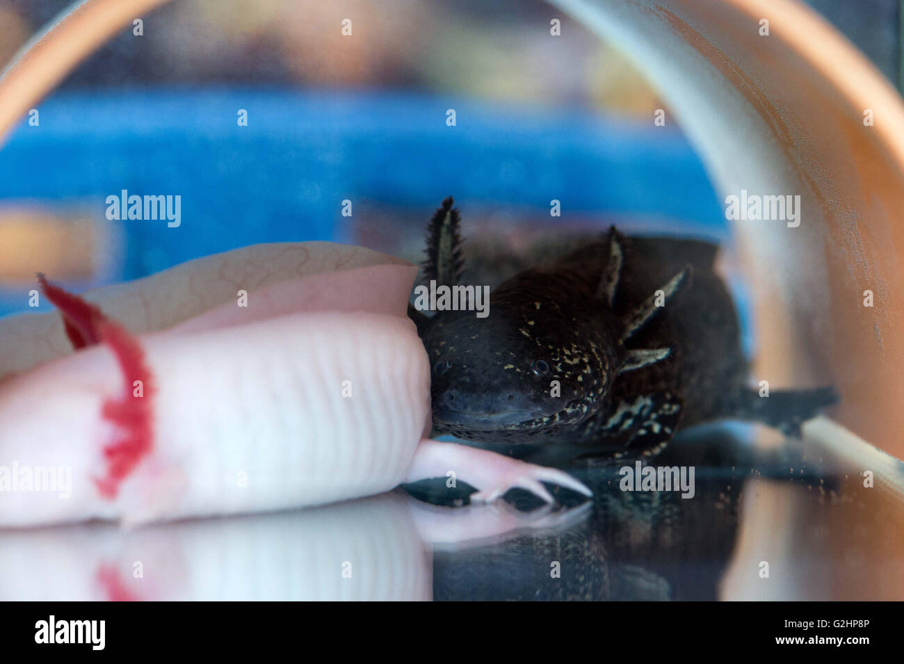 Dresden Germany 30th May 2016 An Axolotl Ambystoma Mexicanum 
