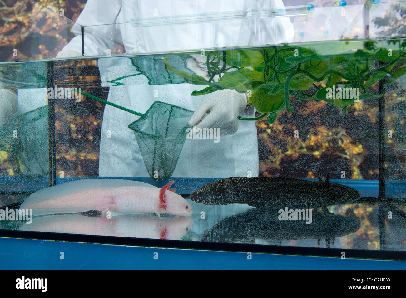 Dresden, Germany. 30th May, 2016. Two axolotl (Ambystoma mexicanum