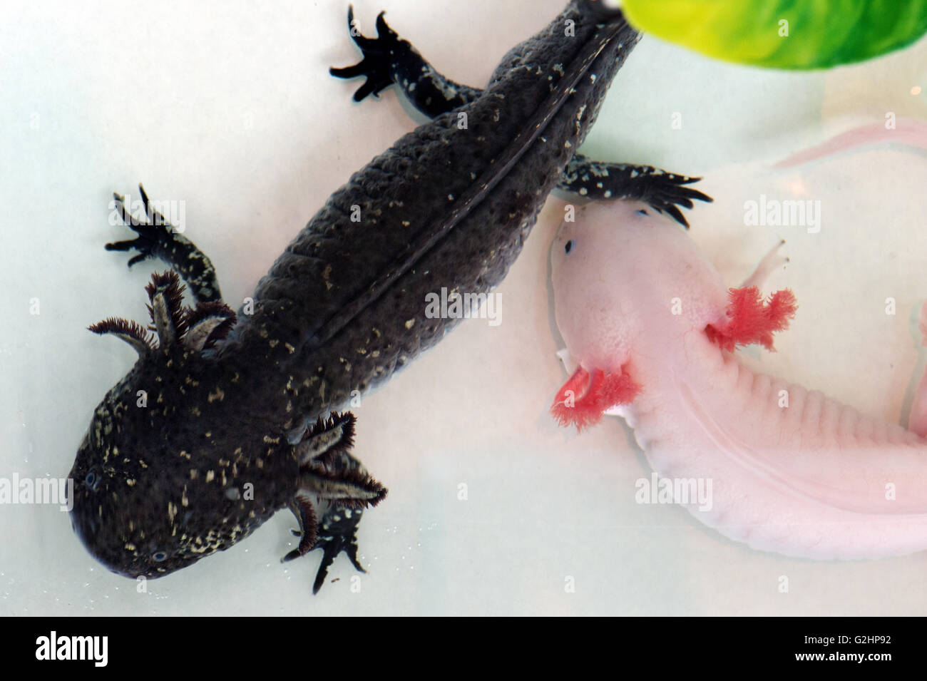 View 30 How Long Can A Axolotl Stay Out Of Water inimagewell