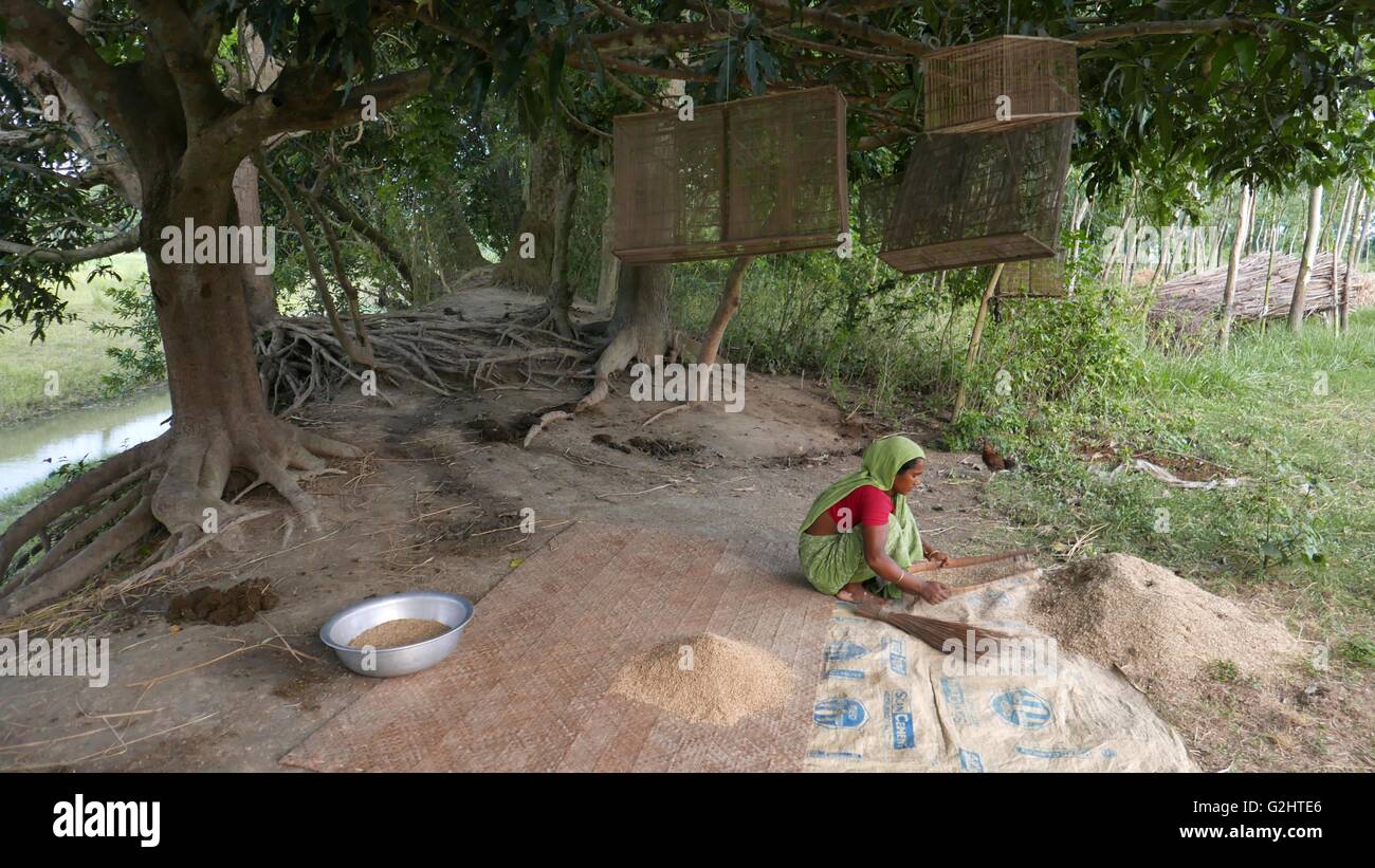 Manikganj, Hijulia, Bangladesh. 28th May, 2016. June, 01, 2016 Dhaka, Bangladesh- A group of Bangladeshi farmers processes paddy at the village of Hijulia, Manikgonj, Bangladesh outskirts of Dhaka on 29 May, 2016. The government of Bangladesh fixed the prices at Tk 23 and Tk 32 per kilogram of paddy and rice respectively, while the rate of per kg of wheat is set at Tk 20. A plurality of Bangladeshis earn their living from agriculture. Although rice and jute are the primary crops, wheat is assuming greater importance. Photo: Monirul Alam © Monirul Alam/ZUMA Wire/Alamy Live News Stock Photo