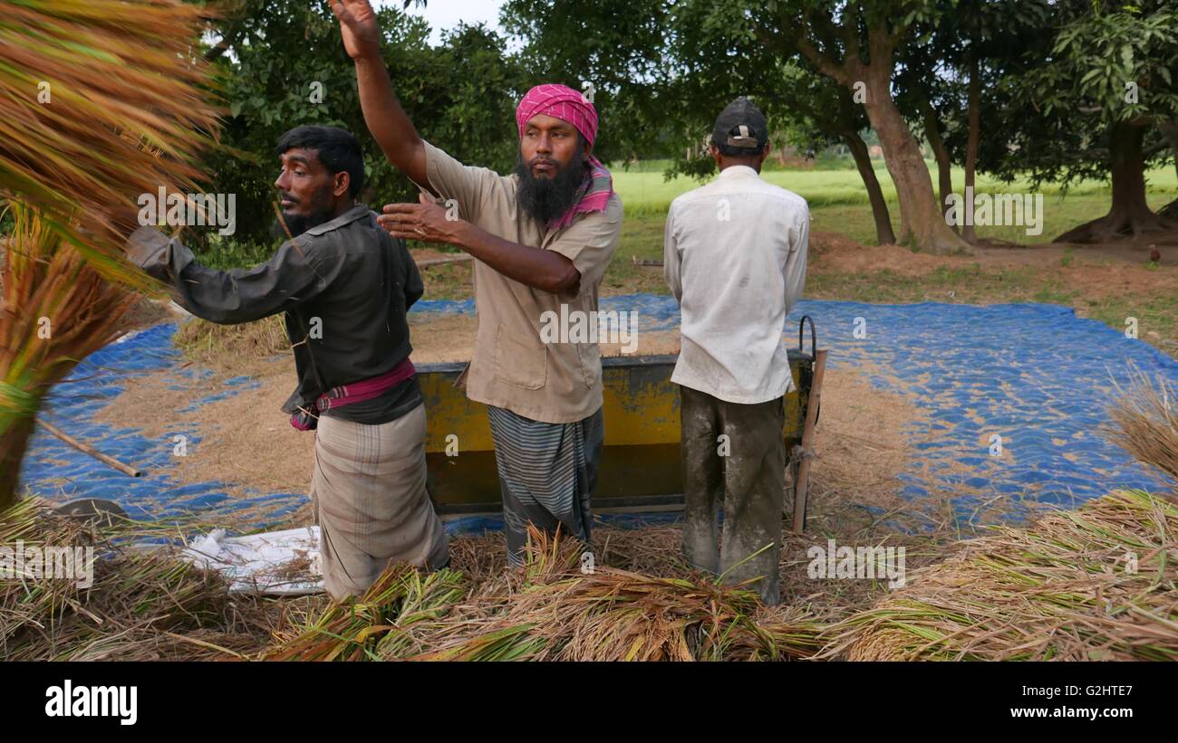 Manikganj, Hijulia, Bangladesh. 28th May, 2016. June, 01, 2016 Dhaka, Bangladesh- A group of Bangladeshi farmers processes paddy at the village of Hijulia, Manikgonj, Bangladesh outskirts of Dhaka on 28 May, 2016. The government of Bangladesh fixed the prices at Tk 23 and Tk 32 per kilogram of paddy and rice respectively, while the rate of per kg of wheat is set at Tk 20. A plurality of Bangladeshis earn their living from agriculture. Although rice and jute are the primary crops, wheat is assuming greater importance. Photo: Monirul Alam © Monirul Alam/ZUMA Wire/Alamy Live News Stock Photo