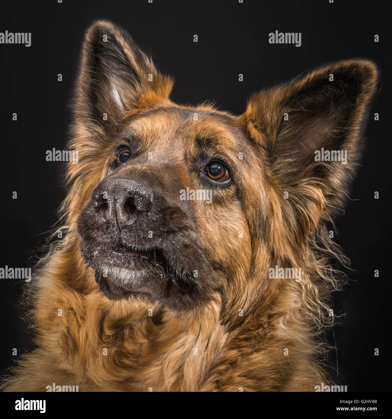 German shepherd, long-haired, GSD, with black background and a funny expression Stock Photo