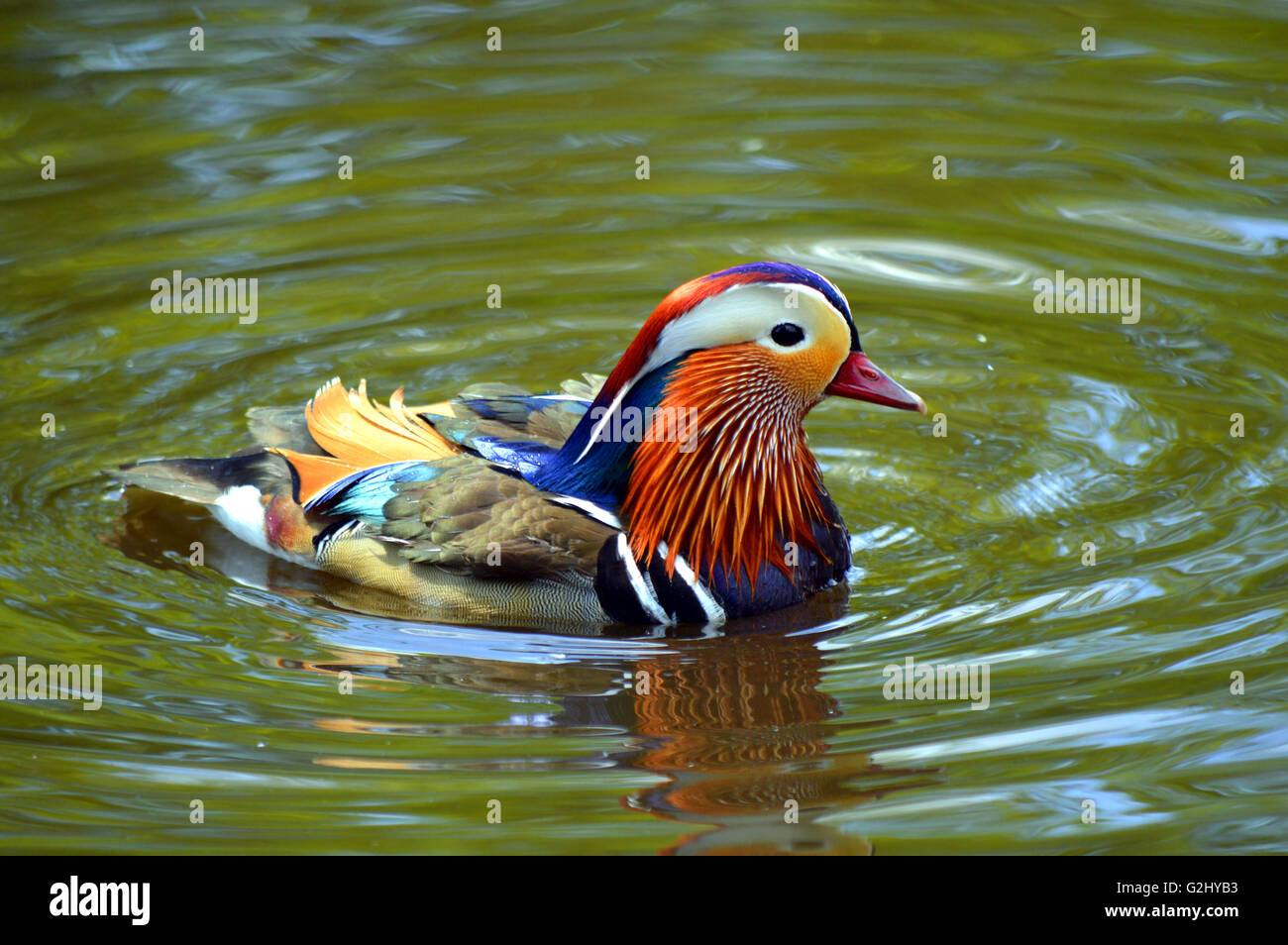 Male mandarin duck Latin name Aix galericulata Stock Photo - Alamy