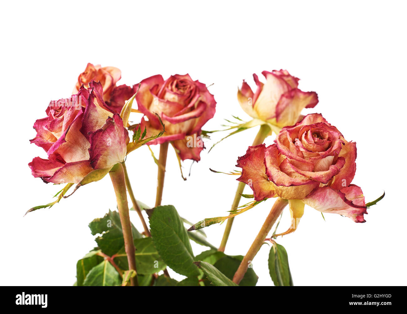 Dried pink roses over the white background Stock Photo - Alamy