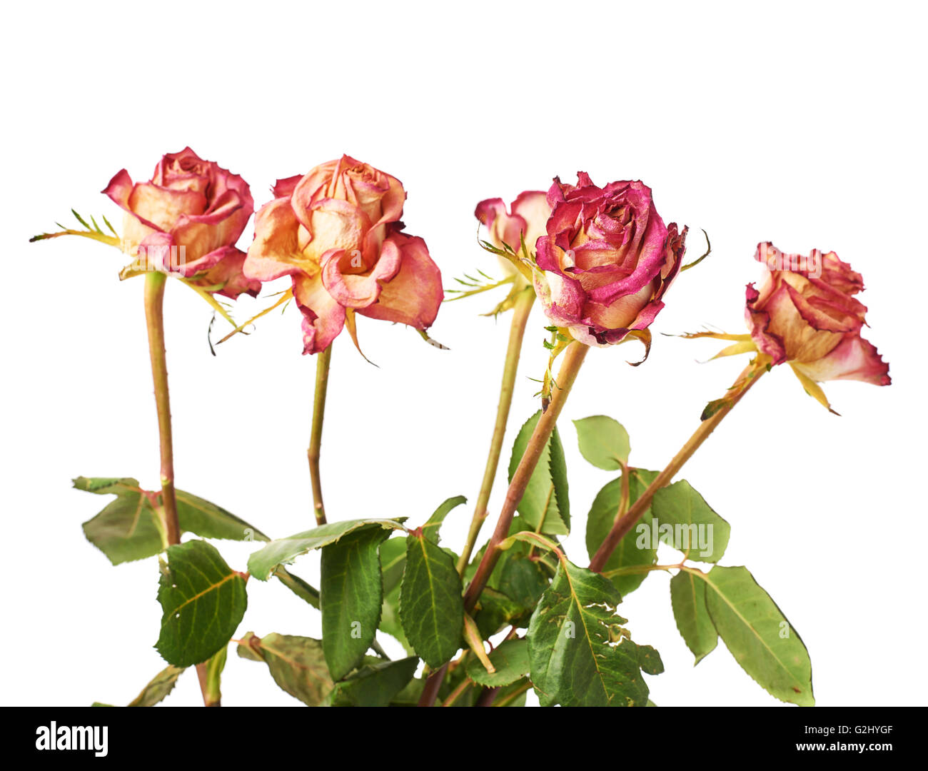 Dried pink roses over the white background Stock Photo - Alamy