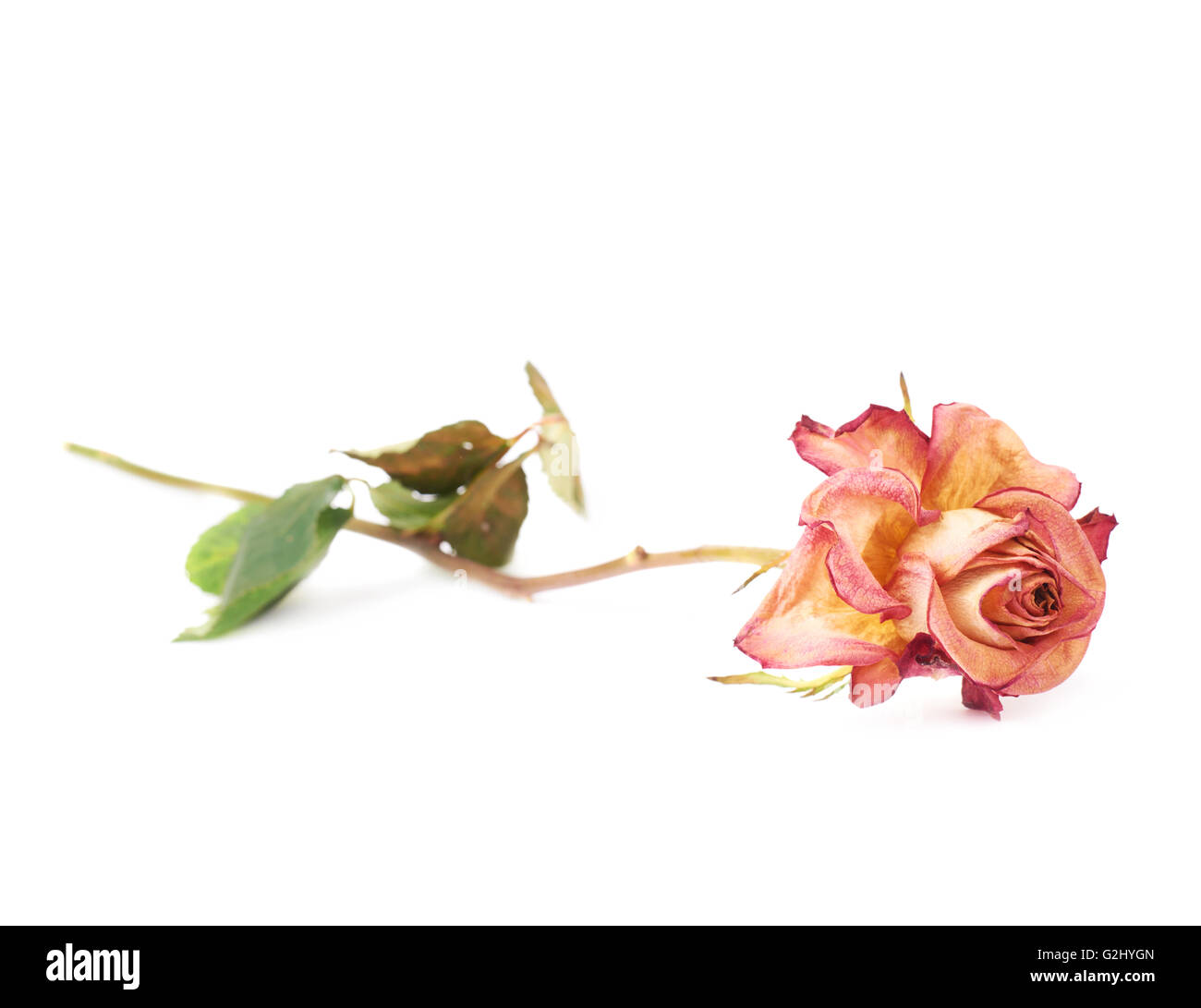 Dried pink rose over the white background Stock Photo Alamy