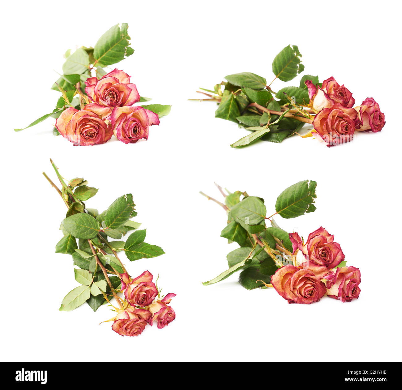 Dried pink roses over the white background Stock Photo Alamy