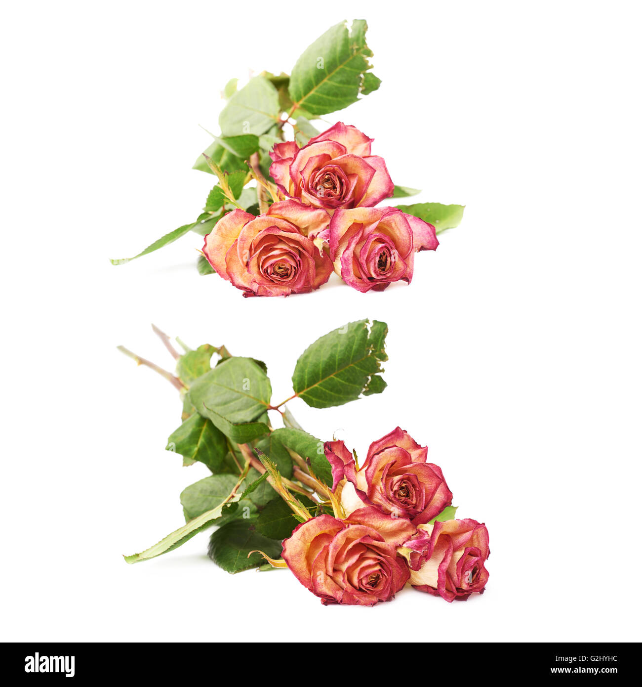 Dried pink roses over the white background Stock Photo Alamy