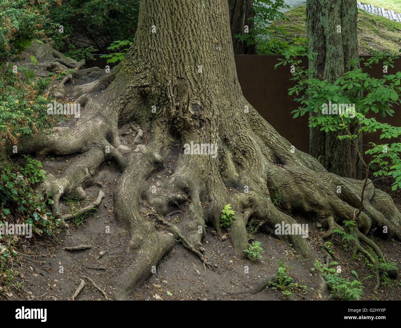 Maple Tree Roots