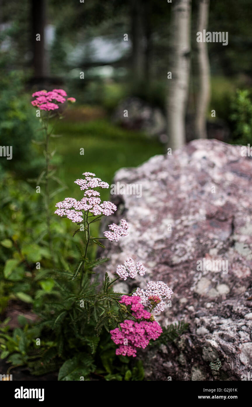 Pink Yarrow Against Large Rock Stock Photo