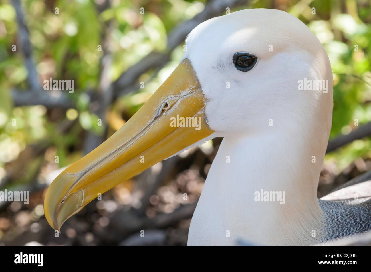 Galapagos albatrosses hi-res stock photography and images - Alamy