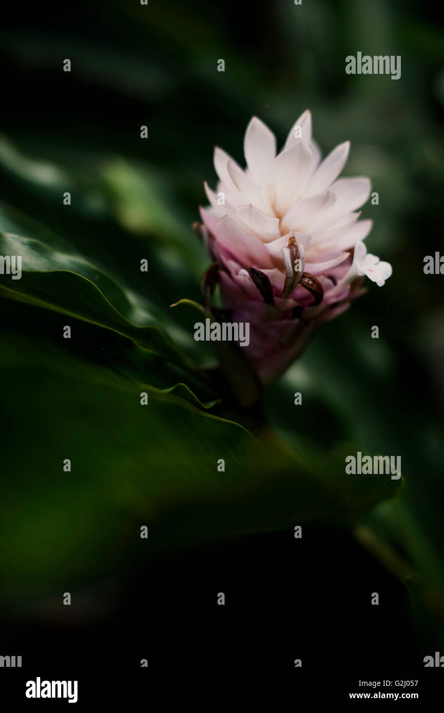 Wild ginger flower hires stock photography and images Alamy