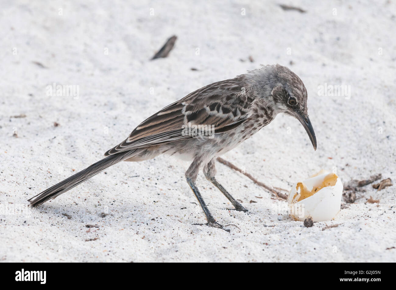 Hood Mockingbird, Mimus macdonaldi (Nesomimus macdonaldi), feeding on
