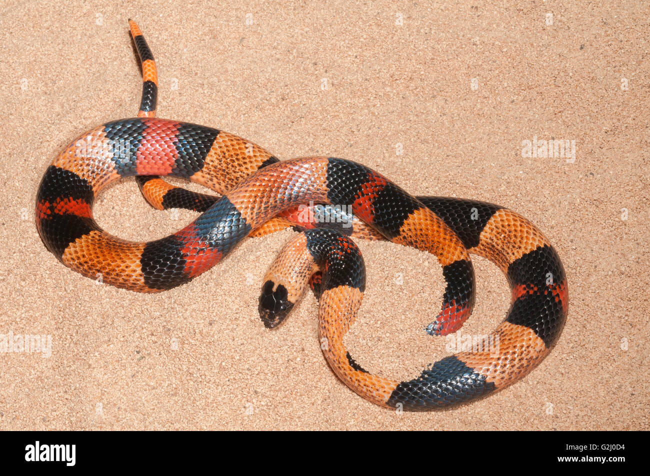 Pueblan milk snake, Lampropeltis triangulum campbelli, orange phase; native to Mexico Stock Photo