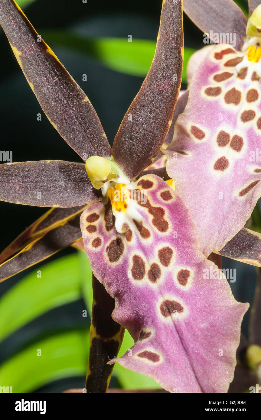 Miltassia Shelob 'Tolkien', hybrid orchid Stock Photo