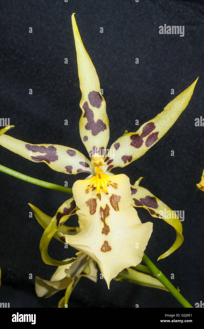 Maclellanara Pagan Lovesong, hybrid orchid, Stock Photo
