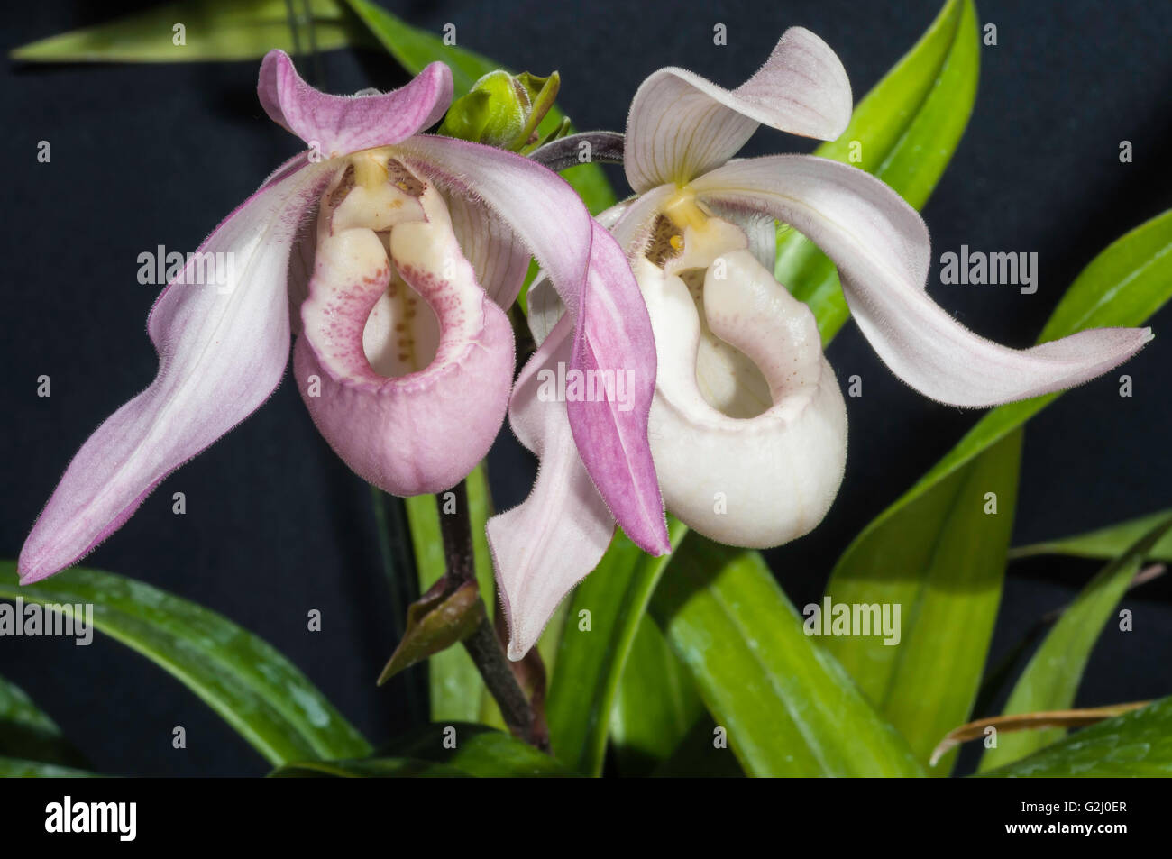 Phragmipedium Carol Kanzer, hybrid orchid, P. schlimii x P. pearcei; FOS, Calgary, Alberta, Canada Stock Photo