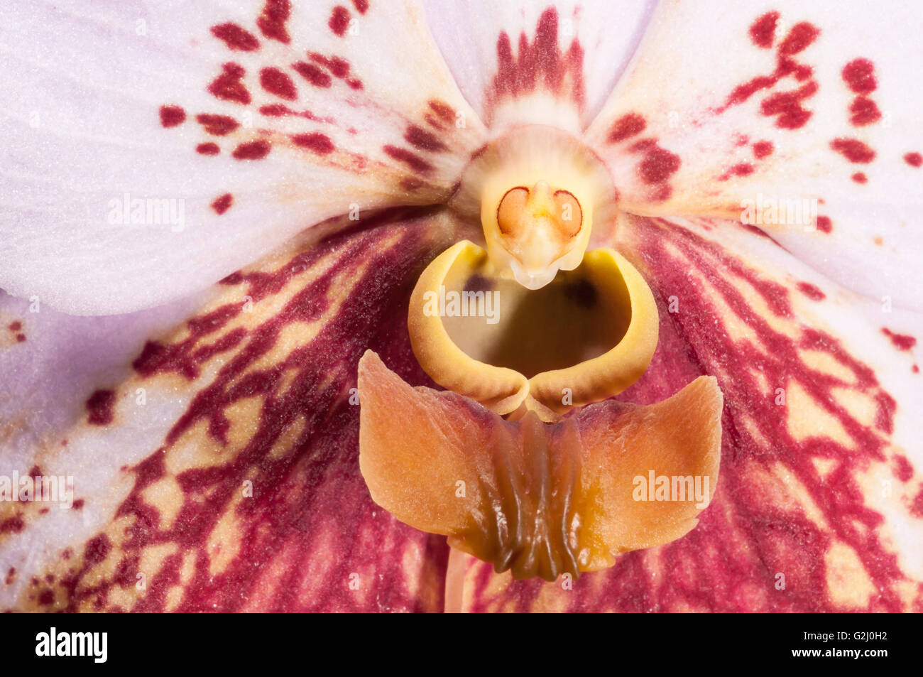 Vanda/Euanthe sanderiana, Waling-waling, orchid species, native to Philippines, 'Queen of Philippine flowers'' Stock Photo