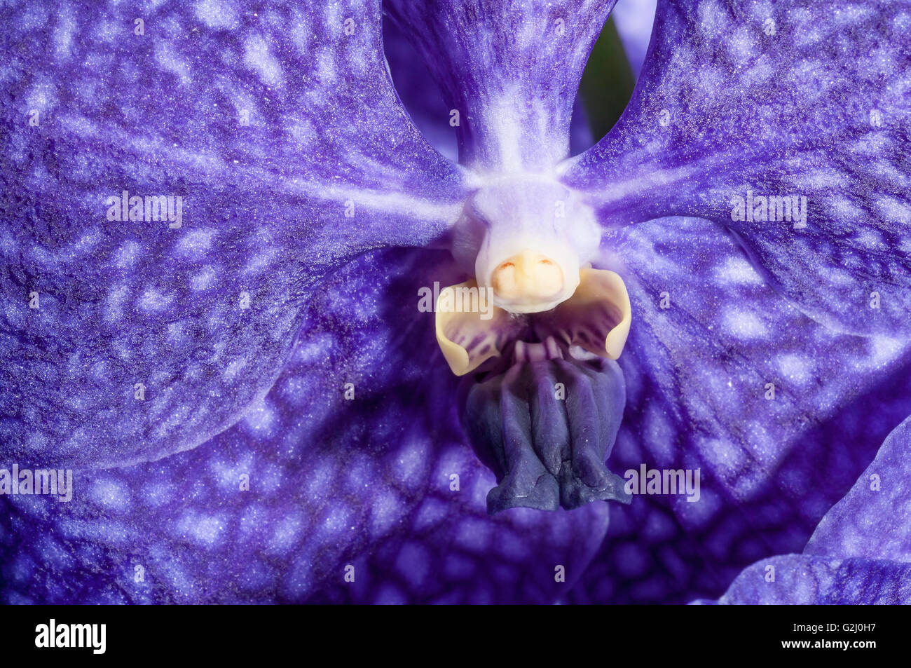 Vanda Pakchong Blue, hybrid orchid (Doctor Anek x coerulea) Stock Photo