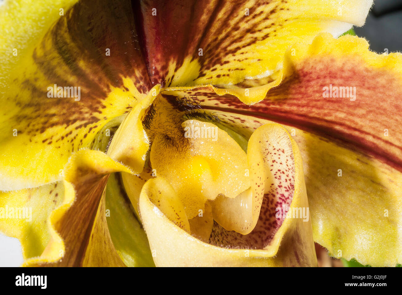 Paphiopedilum Lippewunder, hybrid orchid, Paph Anja x Memoria Arthur Falk Stock Photo
