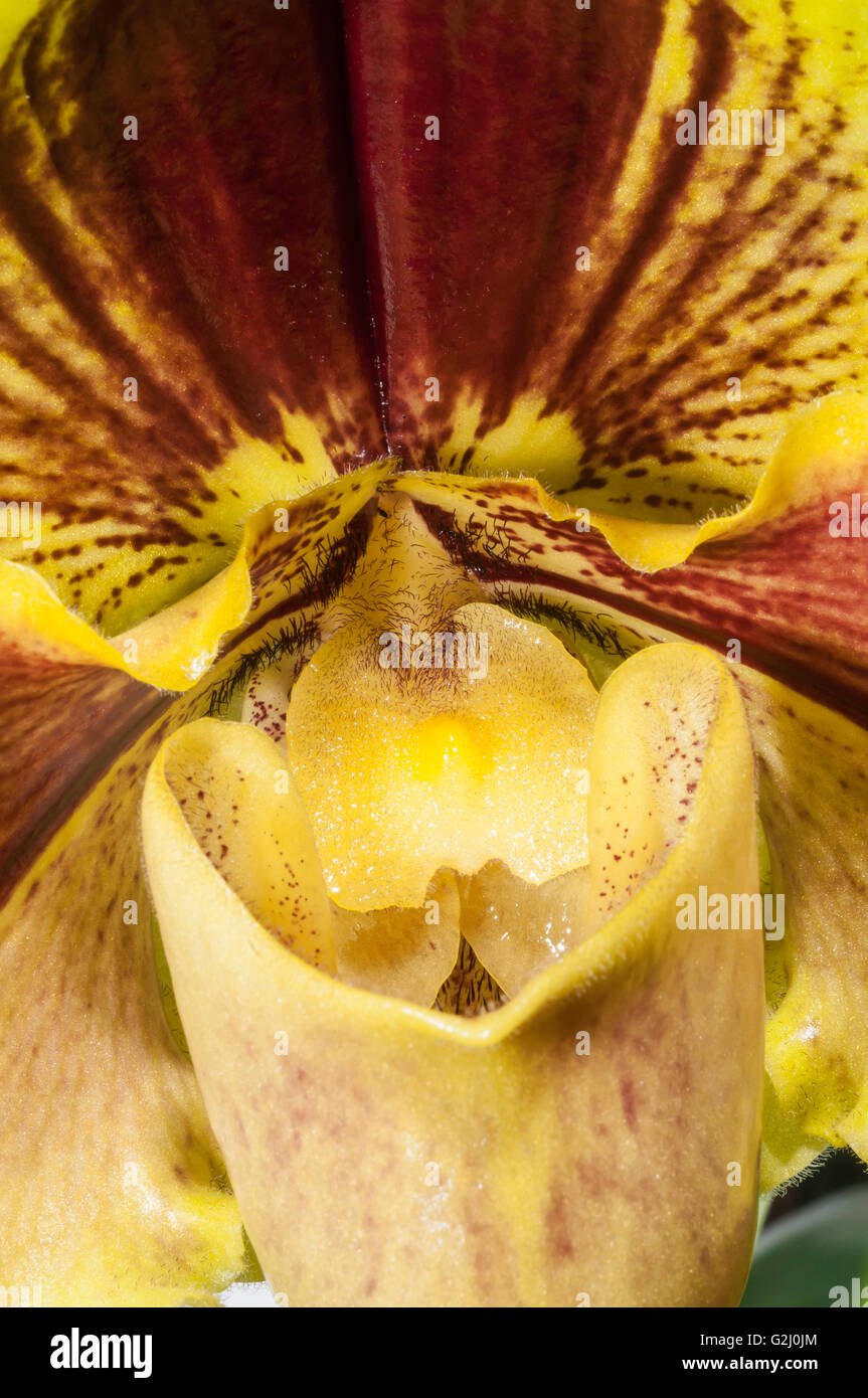 Paphiopedilum Lippewunder, hybrid orchid, Paph Anja x Memoria Arthur Falk Stock Photo