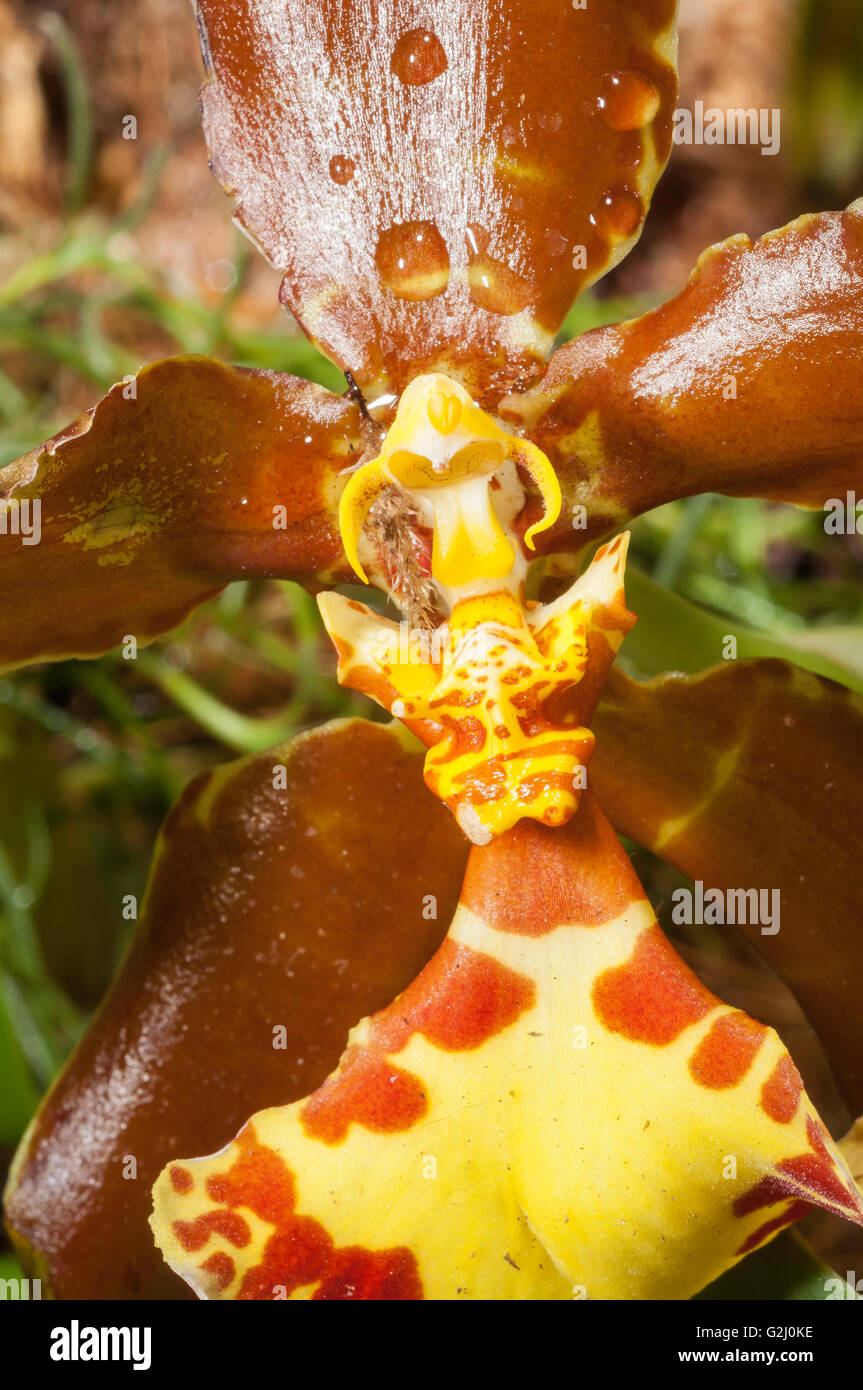 Colmanara Wildcat hybrid orchid Stock Photo