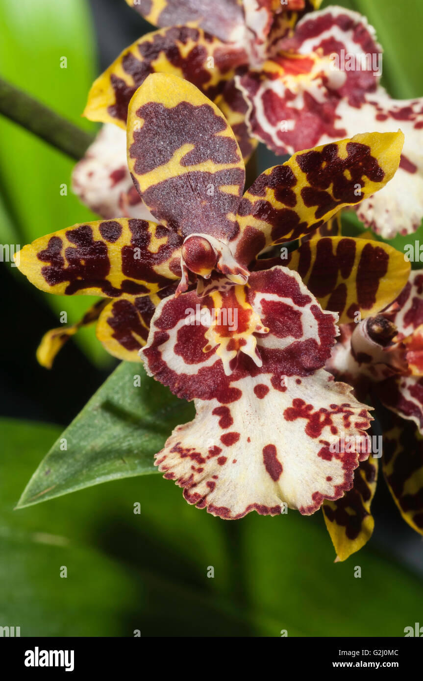Colmanara (Odontocidium) Wildcat 'Everlasting', intergeneric orchid Stock Photo