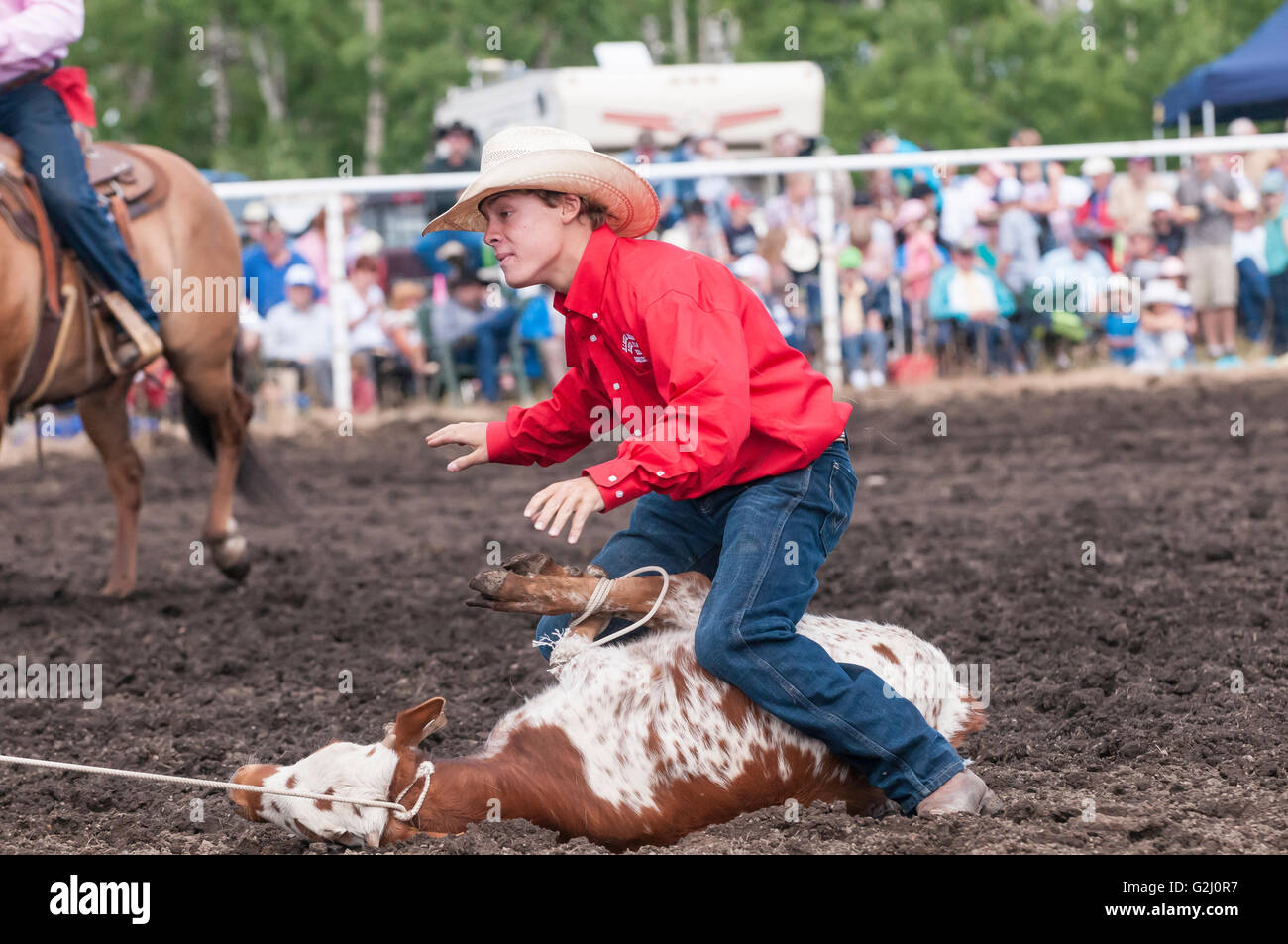 Tie-down calf roping, Dog Pound rodeo, Dog Pound, Alberta, Canada Stock Photo