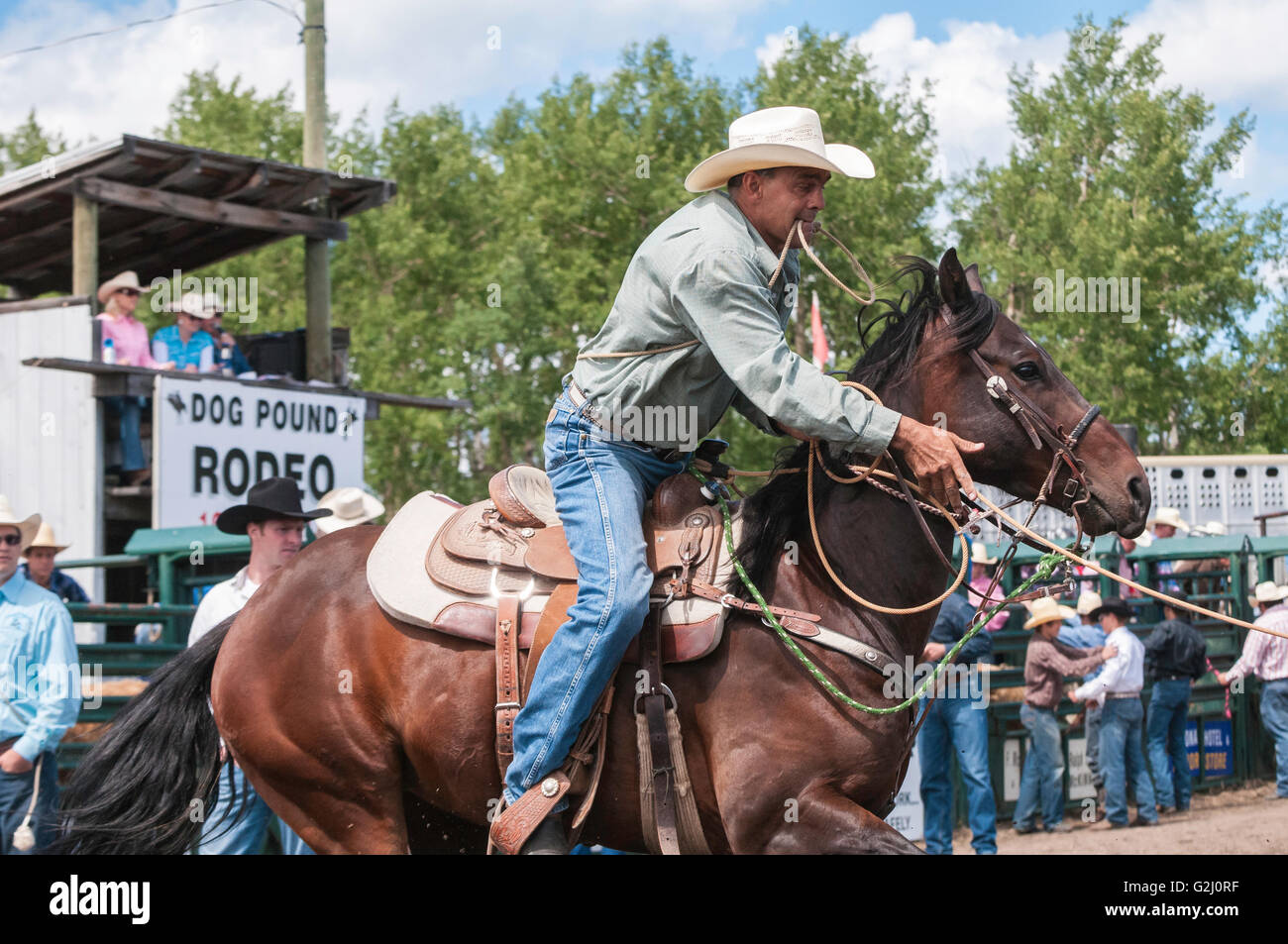 Tie-down calf roping, Dog Pound rodeo, Dog Pound, Alberta, Canada Stock ...