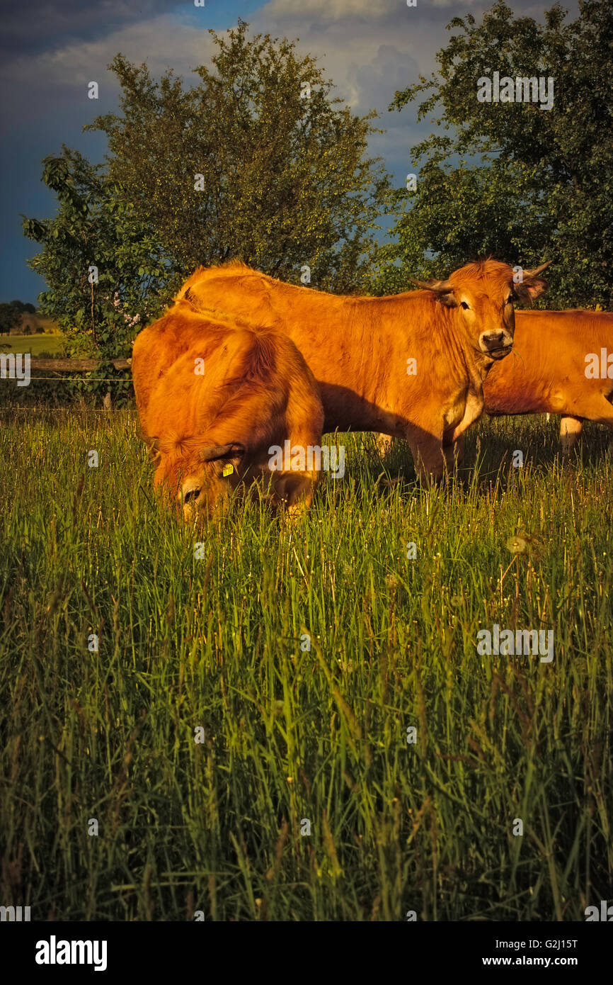 Aubrac cattle Stock Photo