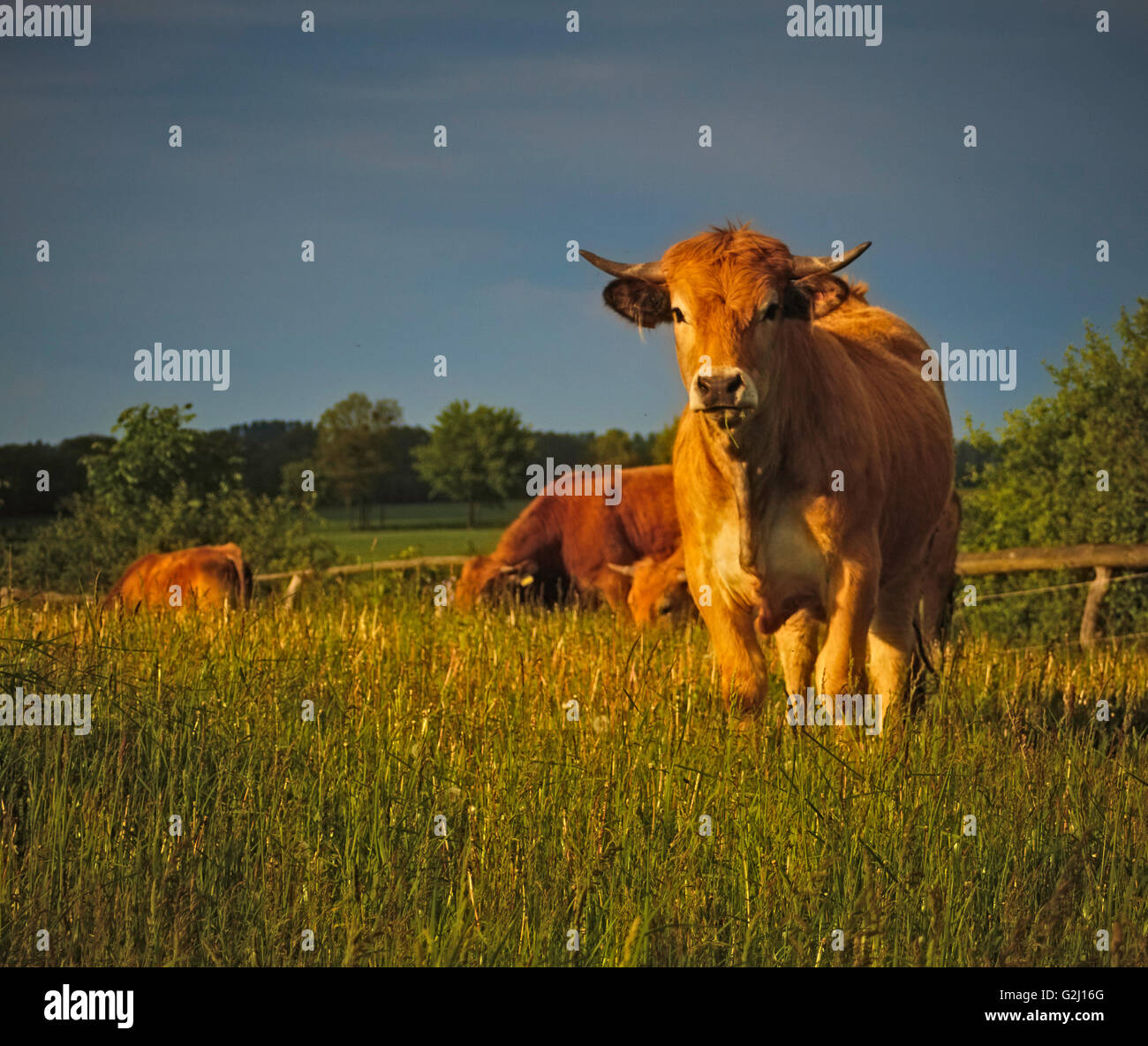 Aubrac cattle Stock Photo