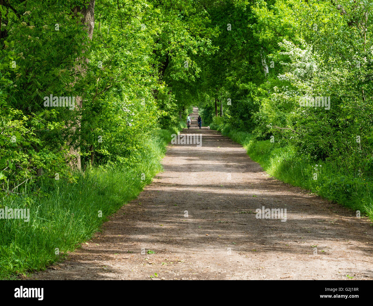 Rural road in forest, spring, Celle, Germany Stock Photo