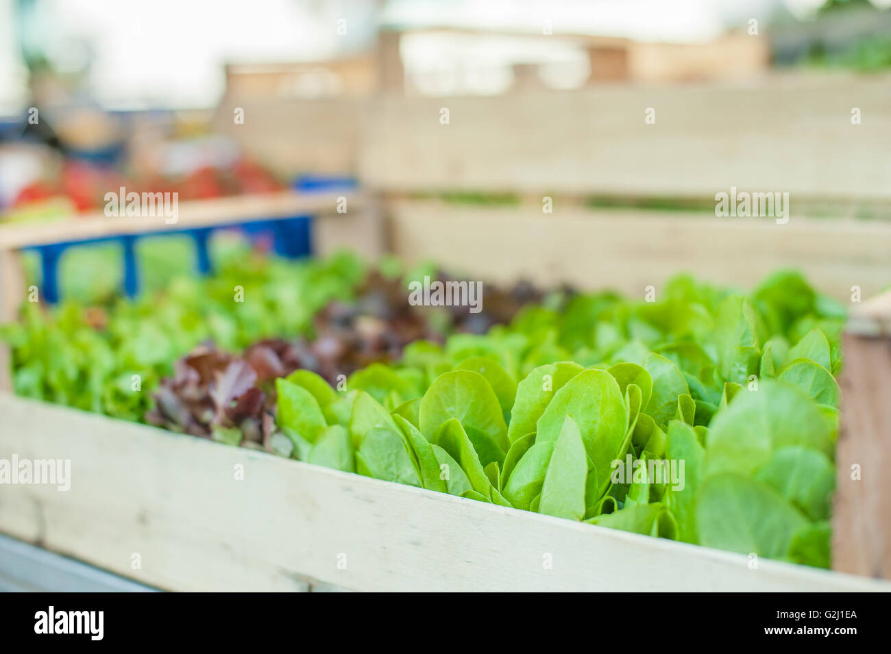 Green salad leaves on market stall detail in selective focus Stock Photo