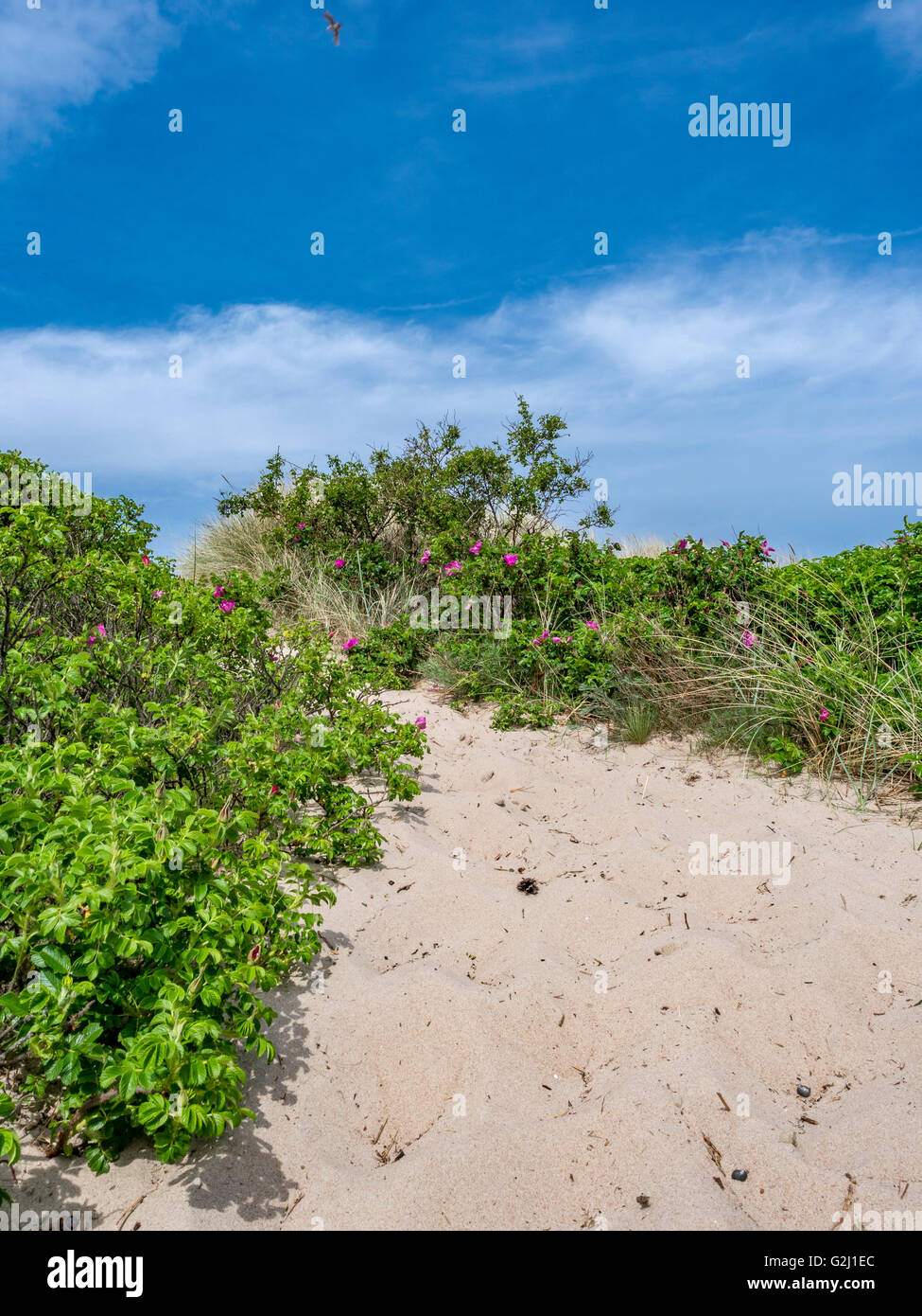 Sand dunes in the popular resort Hornbæk in North Zealand, Denmark, Scandinavia, Europe Stock Photo