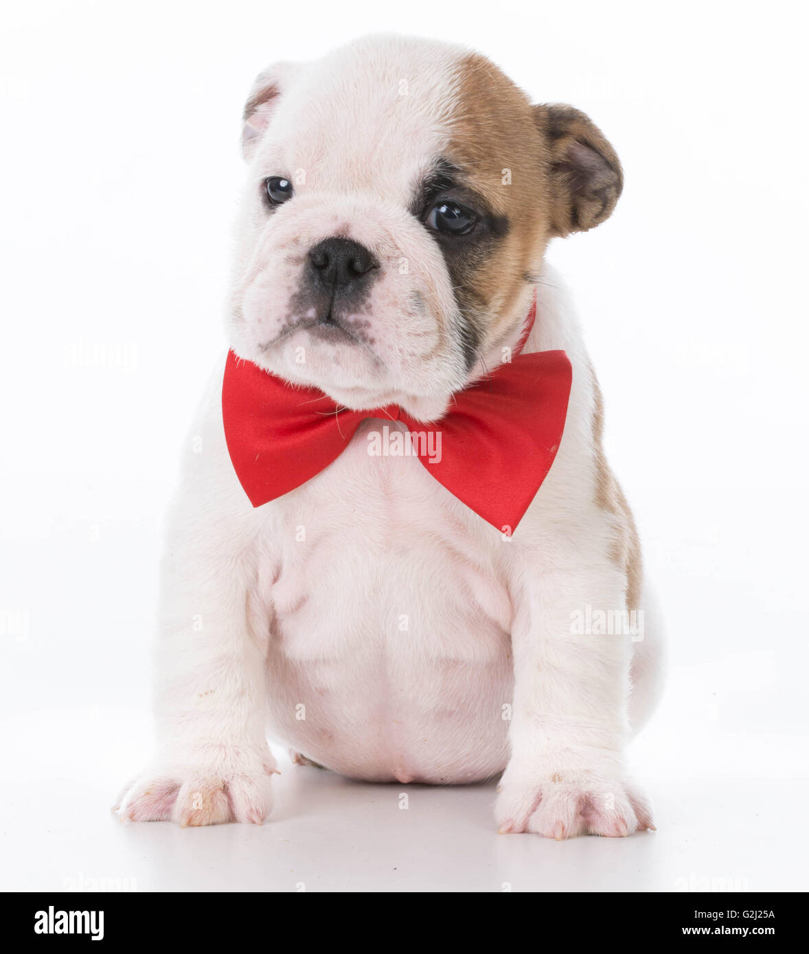 english bulldog bow tie