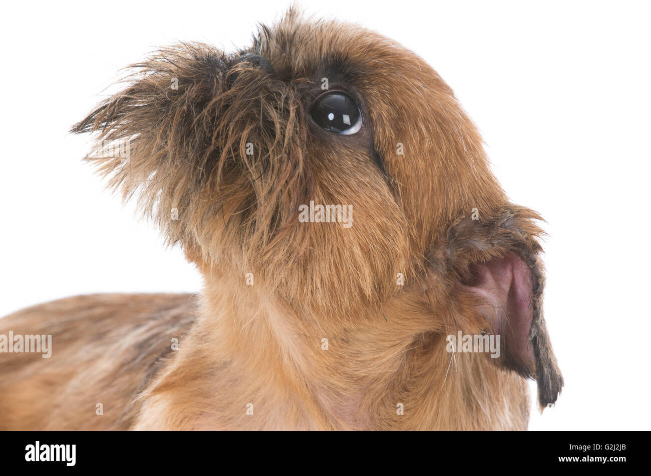 brussels griffon puppy portrait on white background Stock Photo