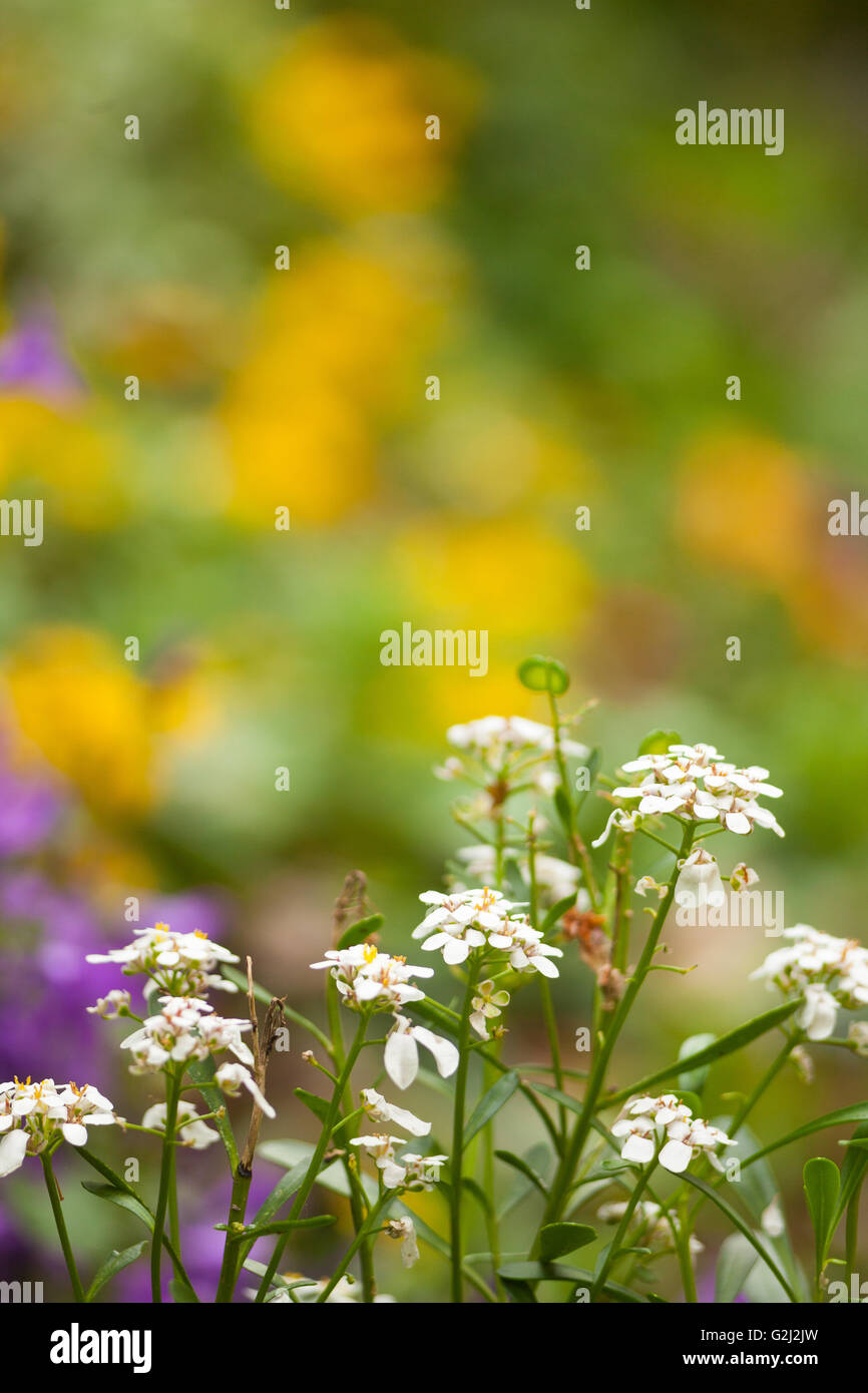 Nice white flowers hi-res stock photography and images - Alamy