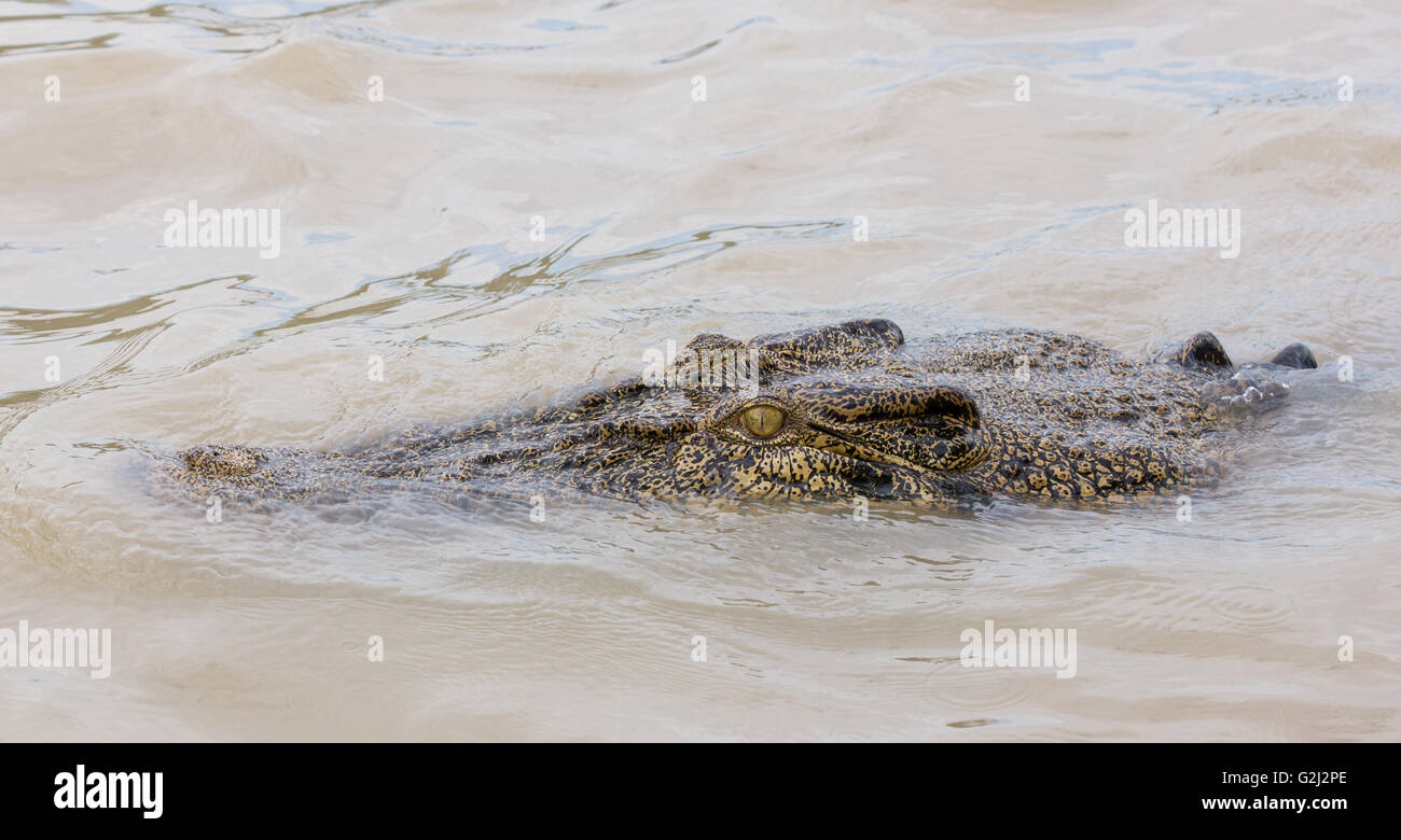Crocodile close up in Adelaide River, Kakadu, Australia Stock Photo