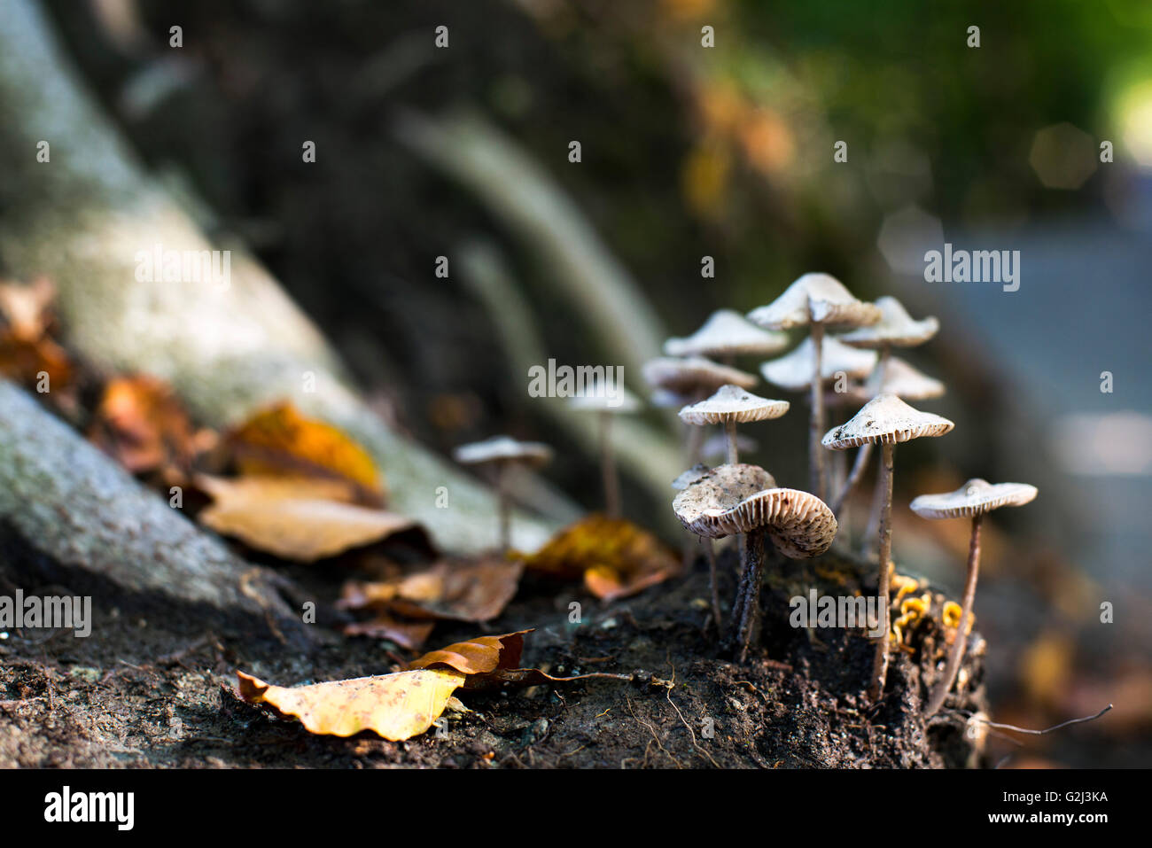 Wild Mushrooms in Woods Stock Photo